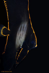 "Rim of Fire" Juv. Batfish taken under DuCoMil Pier :o) by Debi Henshaw 